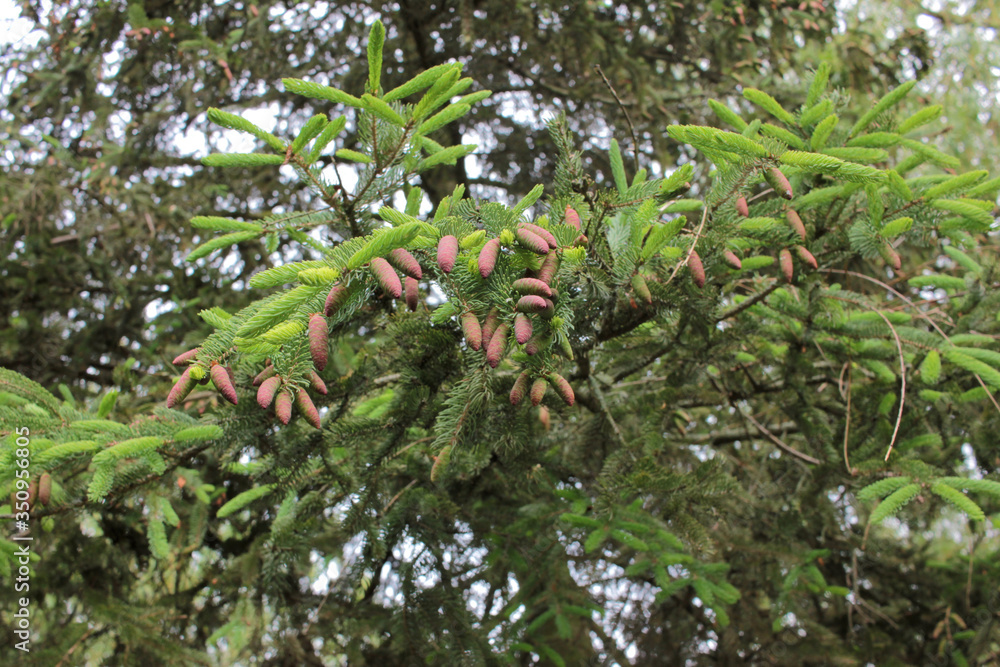 Young pink-purple cones on a spruce tree branches in a spring city park. Conifer with colored cones against the sky. Bottom view
Young pink-purple cones on a spruce tree branches in a spring city park. Conifer with colored cones against the sky. Bottom view