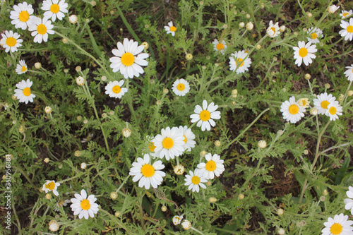 Field of daisies. Top view of little chamomile flowers. Natural floral background. 