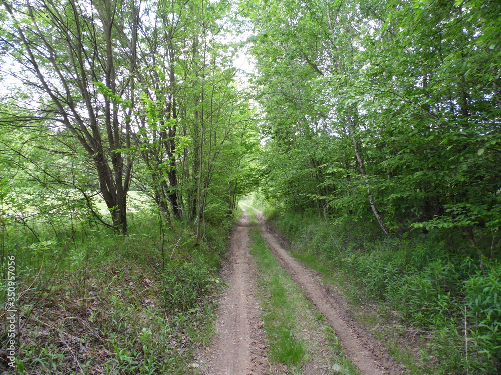 Road in the forest Road in the forest