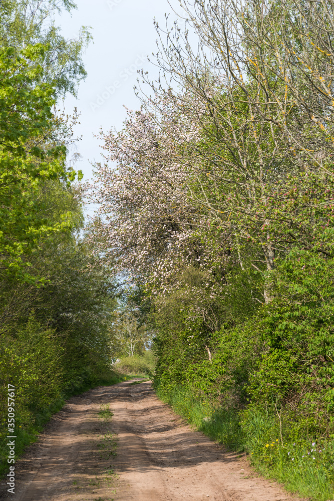 Fototapeta premium Country road through a lush greenery