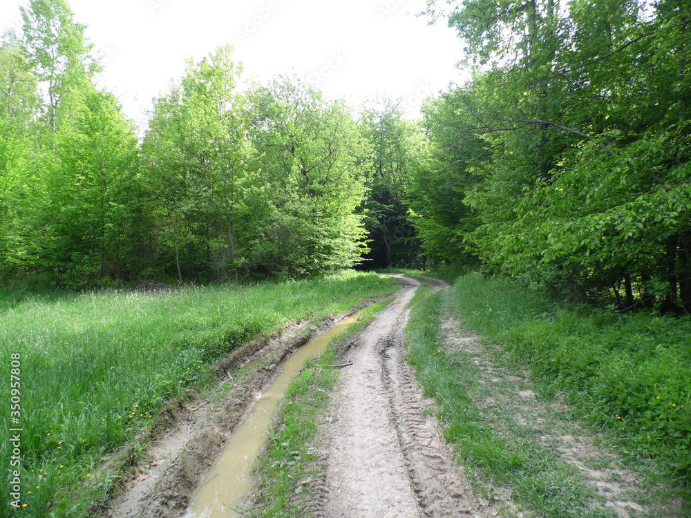 Fototapeta premium Path in the woods