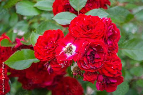 Roses in a bush 