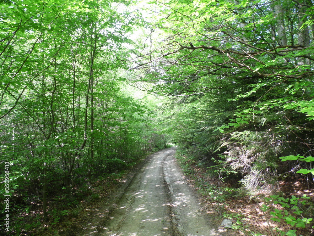 Fototapeta premium Path in the woods