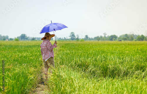 Old Asian farmer woman with umbrella walking in paddy rice field, sunny day