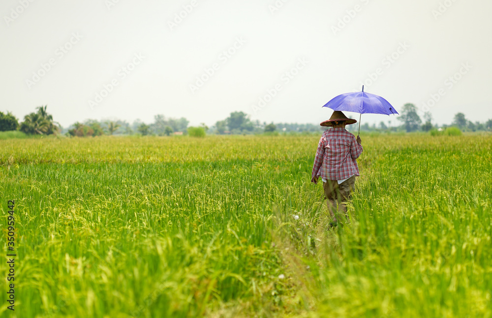 Old Asian farmer woman with umbrella walking in paddy rice field, sunny day