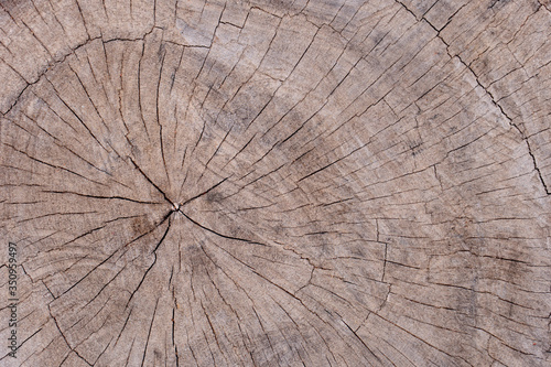 Top view core of a large piece of wood that is floating in a natural furrow.