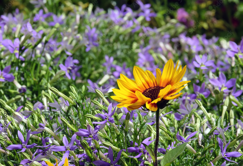 Fototapeta premium Yellow sunflower on a background of blue vinca flowers