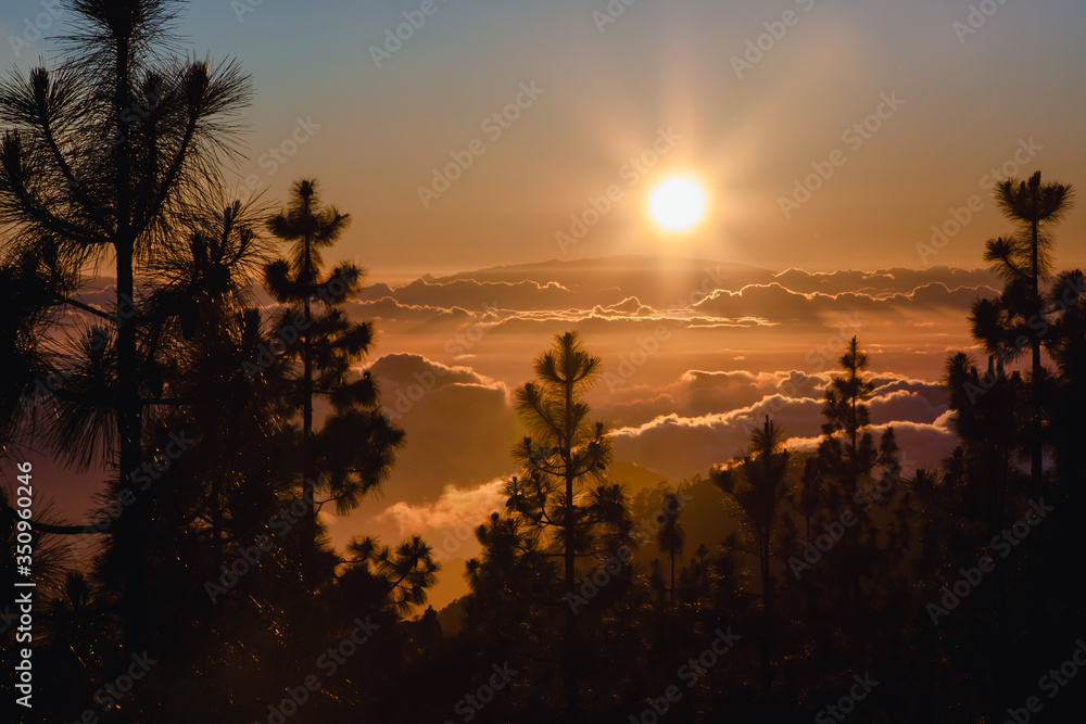 Fototapeta premium Teide National Park Sunset, Tenerife. The sun sets on the clouds over the horizon, silhouettes of pine trees.