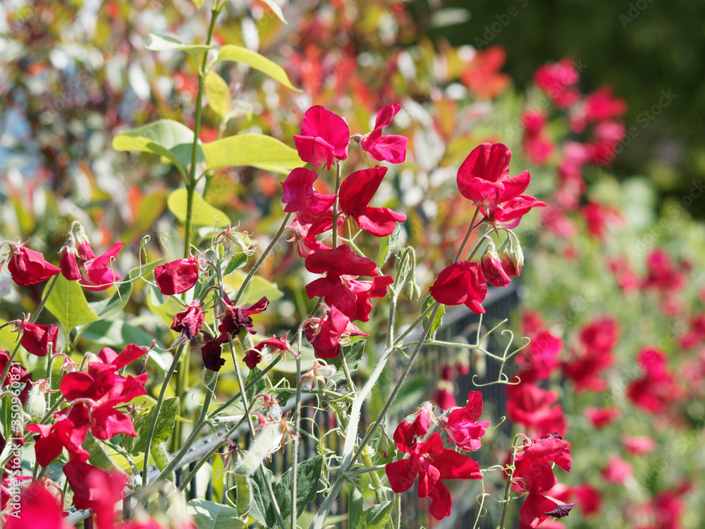 Obraz premium Lathyrus odoratus | Pois de senteur ou gesse odorante, plante grimpante aux grappes de fleurs papilionacées, gracieuses, rouge écarlate