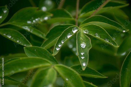 Drop of water on a green leaf of a peony. Garden culture, care for flowering plants