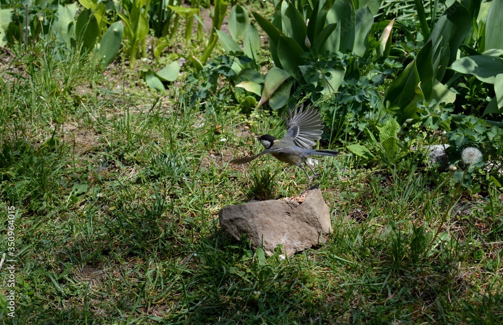 a small bird in flight a small bird in flight