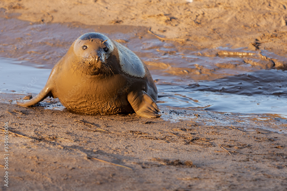 Fototapeta premium Grey seal at Donna Nook reserve, Lincolnshire