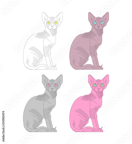 Sphynx cat set. hairless cat breeds. Pet vector illustration