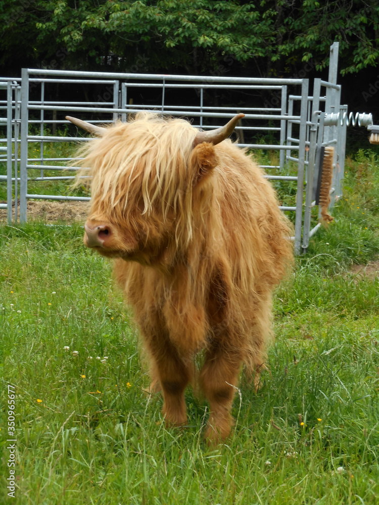 Fototapeta premium Brown hairy cow with horns