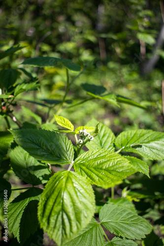 Natural background Raspberry leaves in spring. Young sprout of raspberries. Raspberry bushes in the garden.