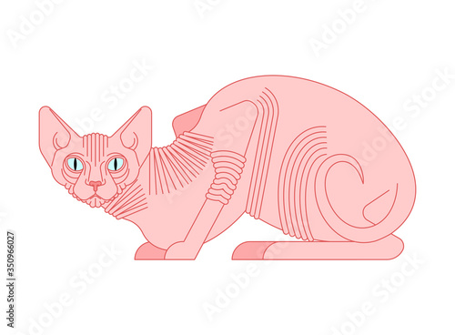 Sphynx cat isolated. hairless cat breeds. Pet vector illustration