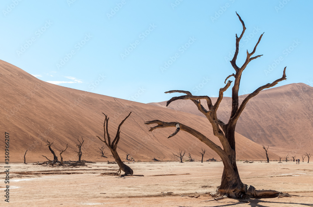 Das Deadvlei in der Wüste Namib