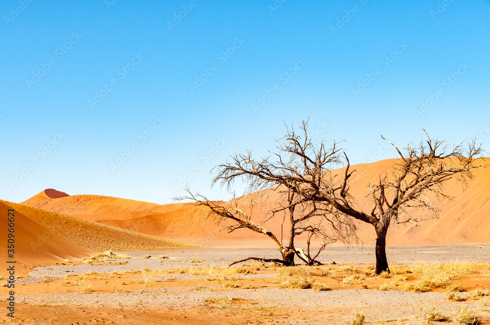 Obraz premium Die riesigen Sanddünden der Wüste Namib