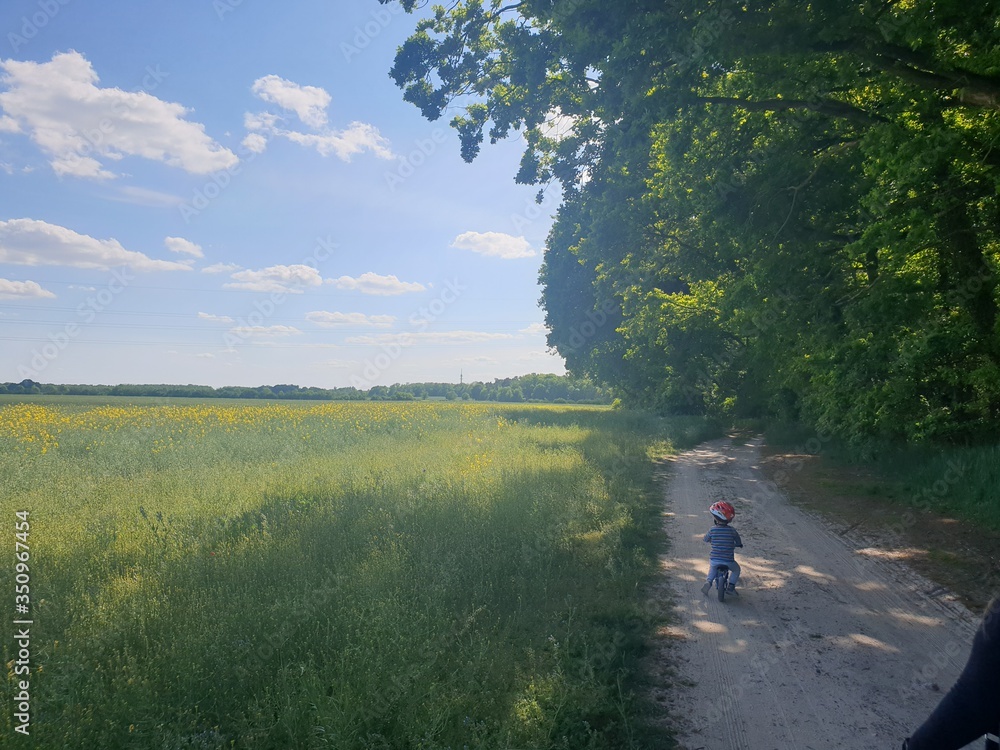 Rapsfeld Rapsfeld