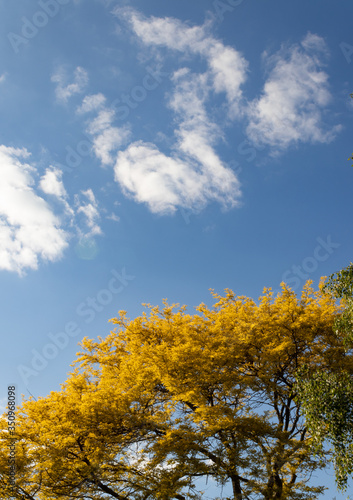 View of yellow tree tops and blue sky with clouds