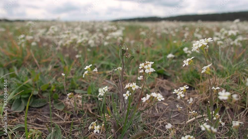 White, wild flowers in the meadow on a cloudy, windy day White, wild flowers in the meadow on a cloudy, windy day