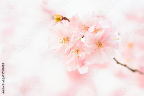 Pink Cherry blossom branch in bloom at pink background. Spring concept