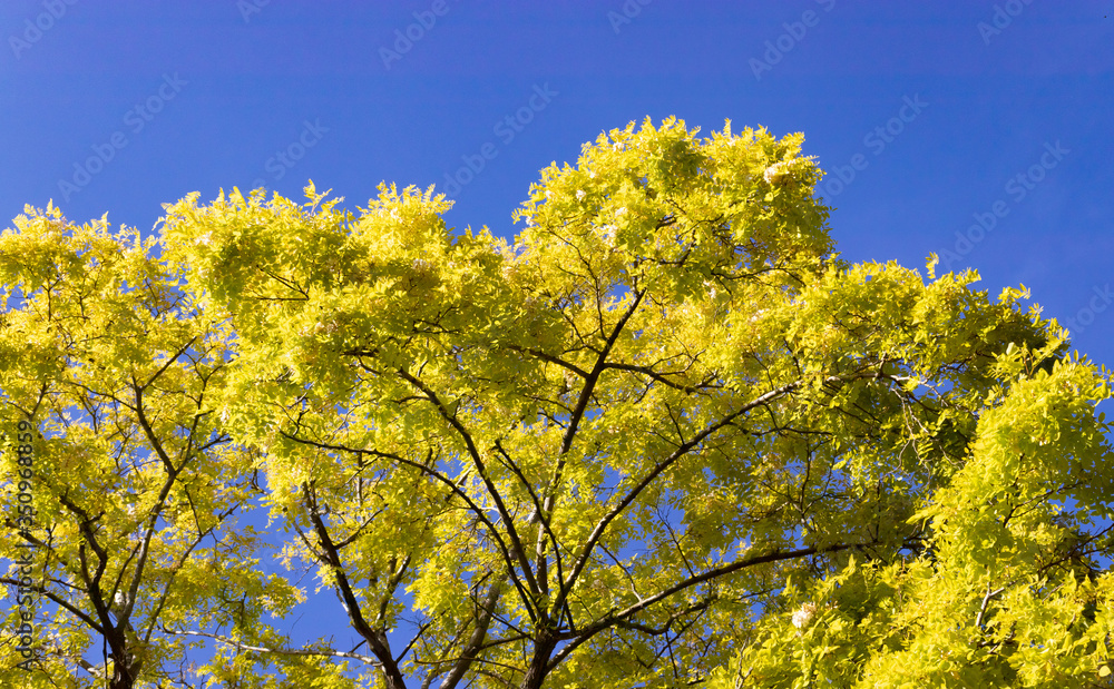 Tree with yellow leaves and blue sky background Tree with yellow leaves and blue sky background
