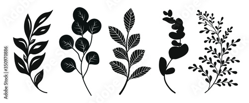 Set  of leaves silhouette of beautiful plants, leaves, plant design. Vector illustration .	