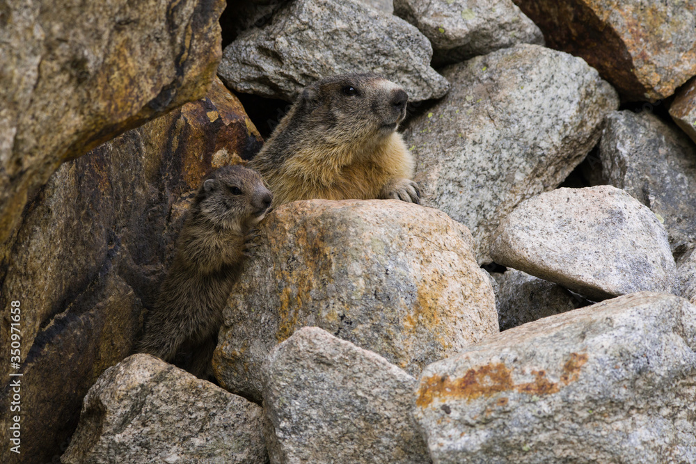 Fototapeta premium Marmotta - alpi piemontesi - cucciolo e mamma