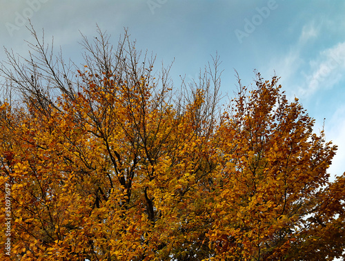 Tres with autumn leaves with blue sky background