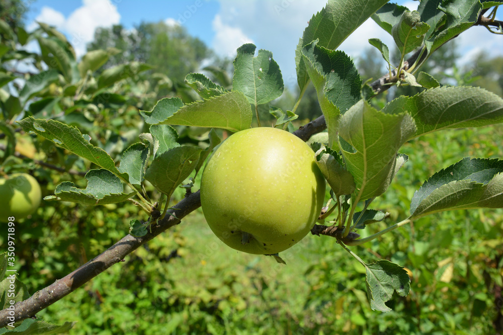 A close-up on a green unripe, pest-free apple on the branch of a tree in an orchard in summer. A close-up on a green unripe, pest-free apple on the branch of a tree in an orchard in summer.