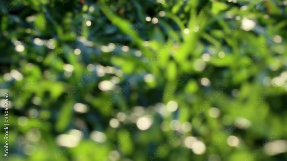 Beauty of nature. Defocused view of land covered with low-growing tropical carpet grass swaying in the wind Beauty of nature. Defocused view of land covered with low-growing tropical carpet grass swaying in the wind
