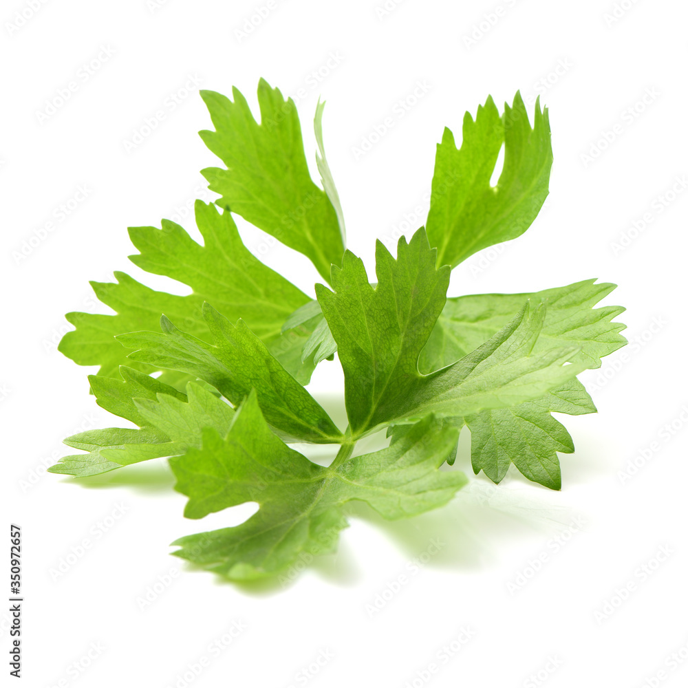 Obraz premium Celery isolated on white background