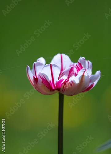 Fototapeta Naklejka Na Ścianę i Meble -  blooming tulip with white petals with purple streaks