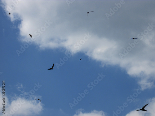 Flying swifts black birds in the sky.