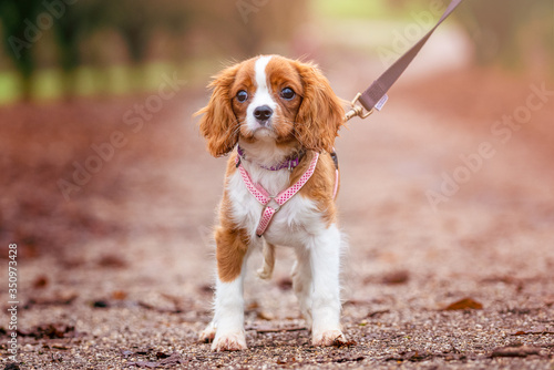 Canvas-taulu King Charles Spaniel Puppy going for her first walk in the park