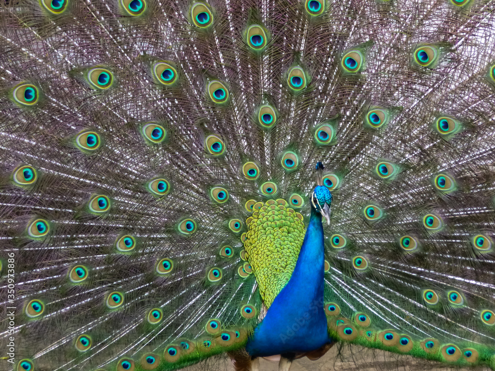 Naklejka premium Peacock close up with feathers and eyes