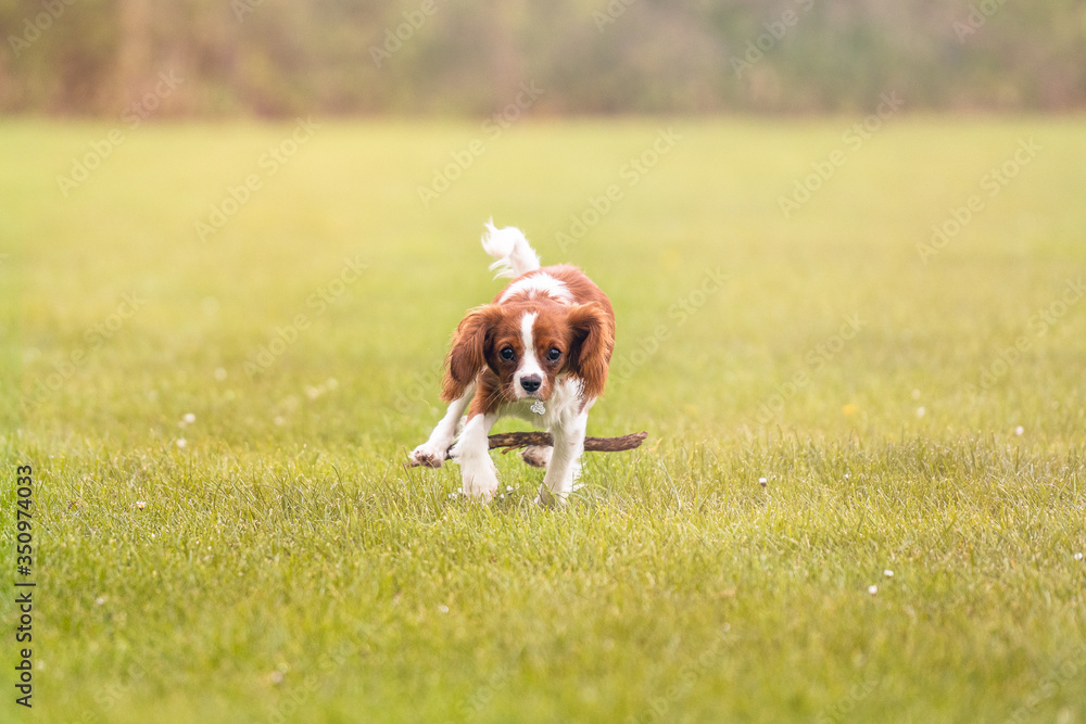 King Charles Spaniel Puppy playing with a stick