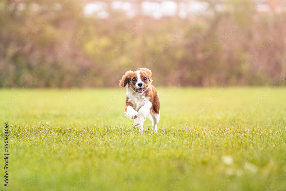 King Charles Spaniel Puppy Running enjoying the her exercise