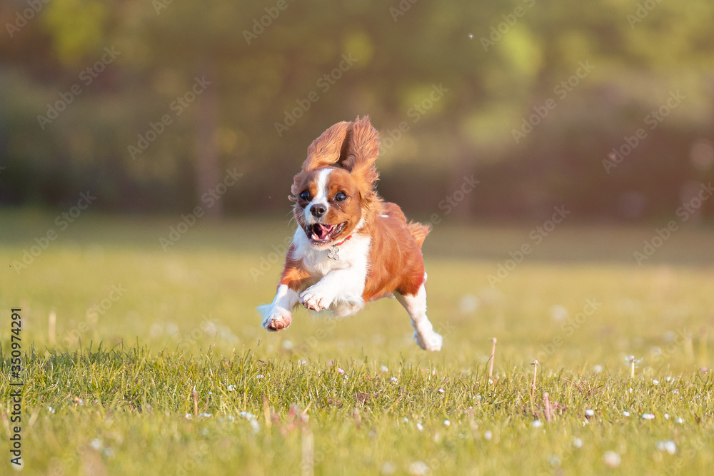 King Charles Spaniel Puppy Running all feet off ground King Charles Spaniel Puppy Running all feet off ground