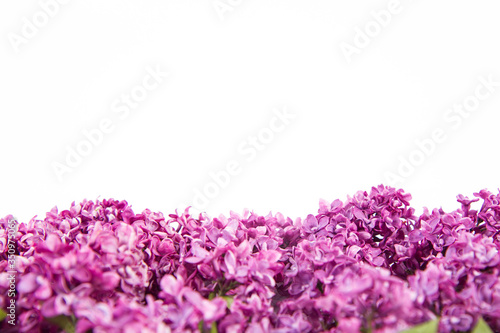 Lilac flowers on a white background with text space above