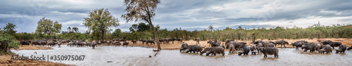 African buffalo herd drinking in lake in Kruger National park, South Africa ; Specie Syncerus caffer family of Bovidae