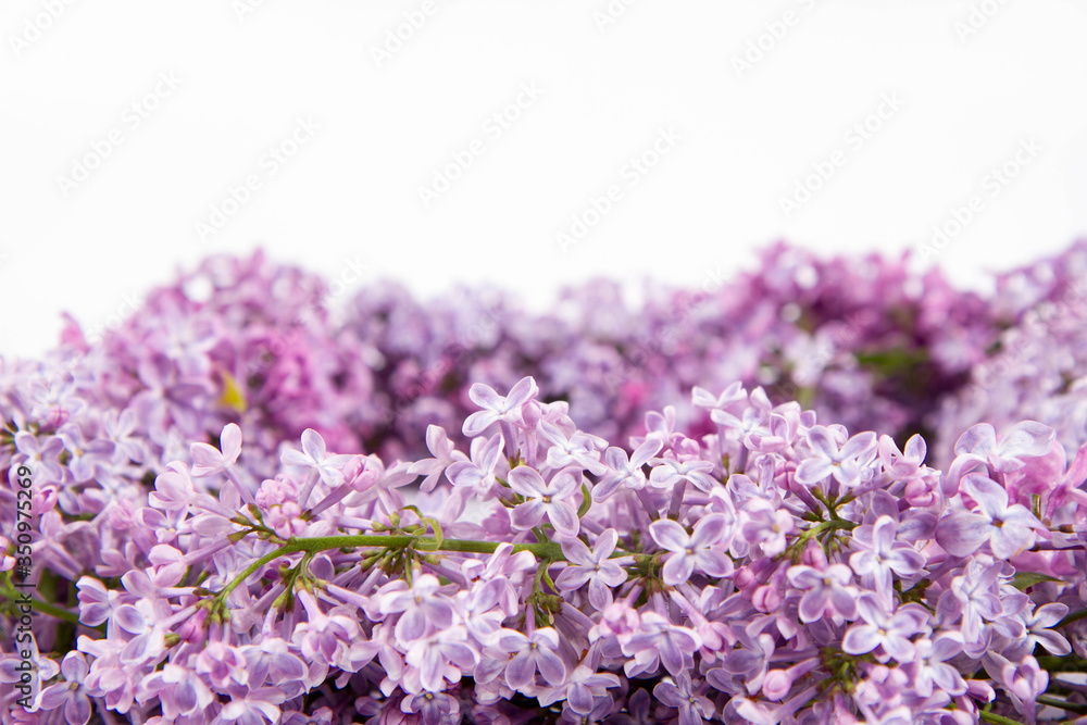 Garland of Lilac flowers on a white background with text space 