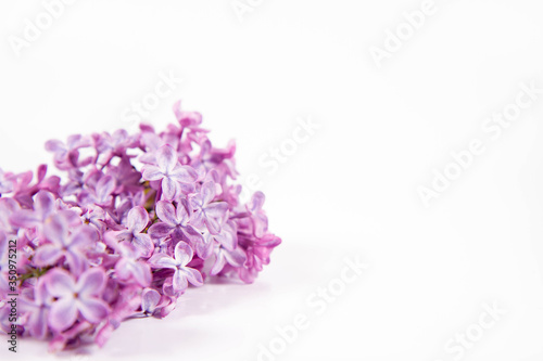 Lilac branch with flowers and leaves on a white background with text space