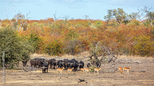African buffalo herd walking in front view in Kruger National park, South Africa ; Specie Syncerus caffer family of Bovidae