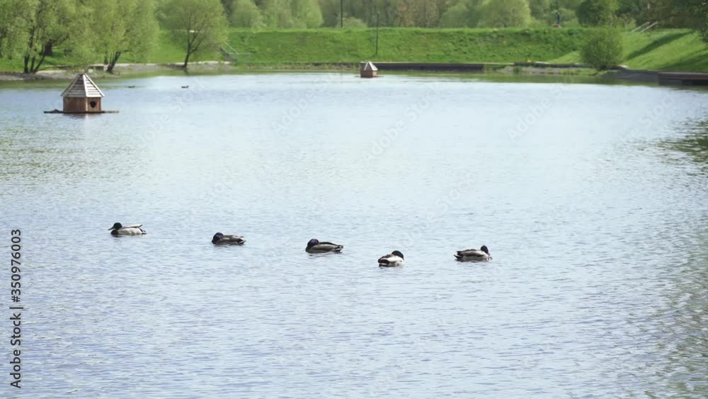 Ducks in a pond in the park Ducks in a pond in the park