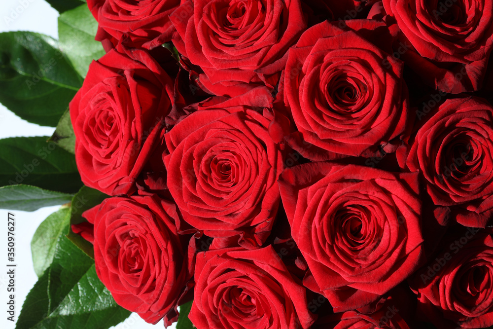 Naklejka premium Rote Rosen