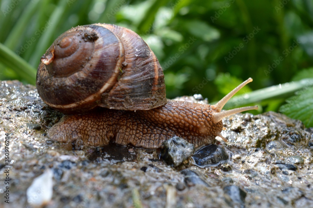 snail after rain on concrete snail after rain on concrete