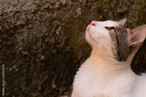 Beautiful white cat looking up. Profile view.