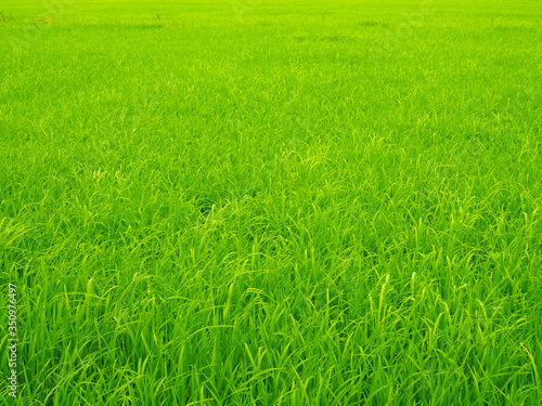 Green rice plants in the fields.